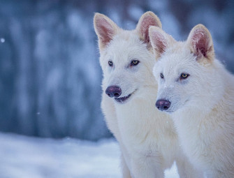 Dire wolf has been brought back from extinction say US scientists  Image