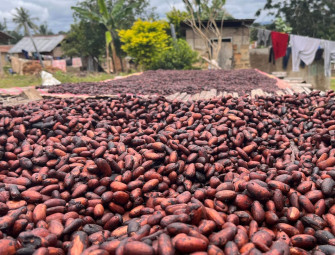 Engineering climate may not be enough to save coffee chocolate and wine – study Image