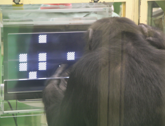 Chimps perform better at complex tasks when an audience is watching – study Image