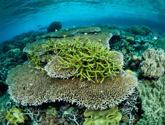 44% of warm-water coral species facing extinction conservationists warn Image