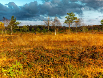 ‘Power of peatlands’ embraced in new strategy to tackle climate crisis Image