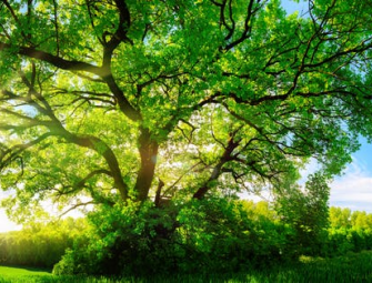 Sloan Advances Sustainability Leadership with LEED v5 Initiatives Image