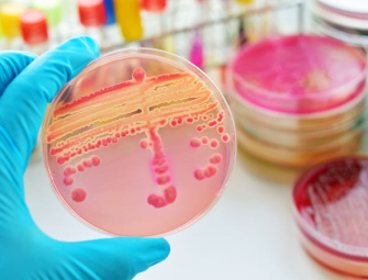 The Green Stagnation Paradox: When Efficiency Breeds Pathogens Image