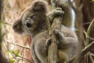 Great Koala National Park could kill off Aussie housing dream: timber community body Image