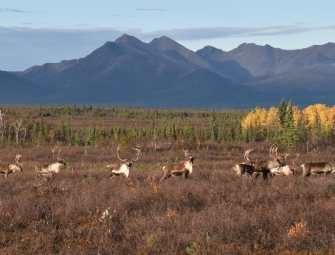 Trump Approves Appeal to Build Controversial Alaska Mining Road Image