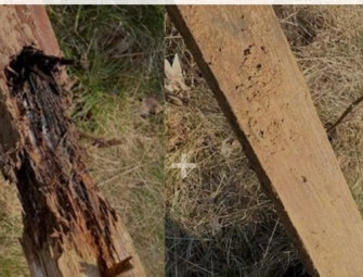 Treated wood outperforms untreated in largest ever UK field trial Image