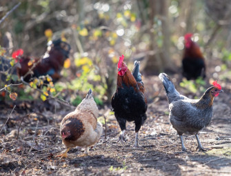 Chicken poo a factor in housing moratoriums MPs told Image