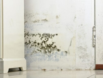 Understanding damp and mould Image