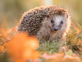 Concerns raised about wildlife welfare in Planning and Infrastructure Bill Image
