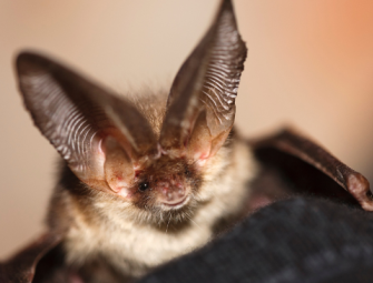 Dream Home Purchase Stopped by Bat Colony Discovery Saving Buyer £50000 Image