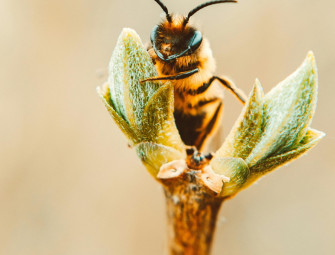 Complete ban on bee killing pesticides moves forward Image