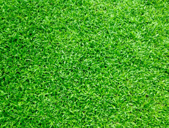 4 Things All Property Developers Should Know About Artificial Grass Image
