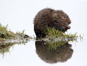 Appeal: 4000 home development held up by water vole concerns Image