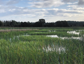 Case study: Luston Wetland: A nature-led solution to the nutrient neutrality crisis Image