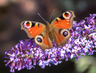 Government to proceed with BNG exemptions but with a modification Image