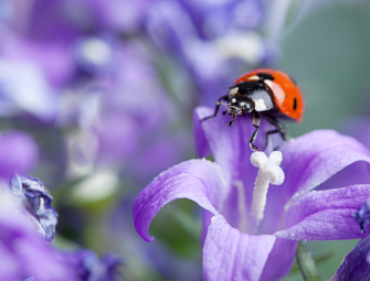 BNG requirements for small sites should be retained letter urges Image