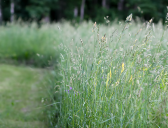 Appeal: Mown path holds up permission for nearly 390 homes Image